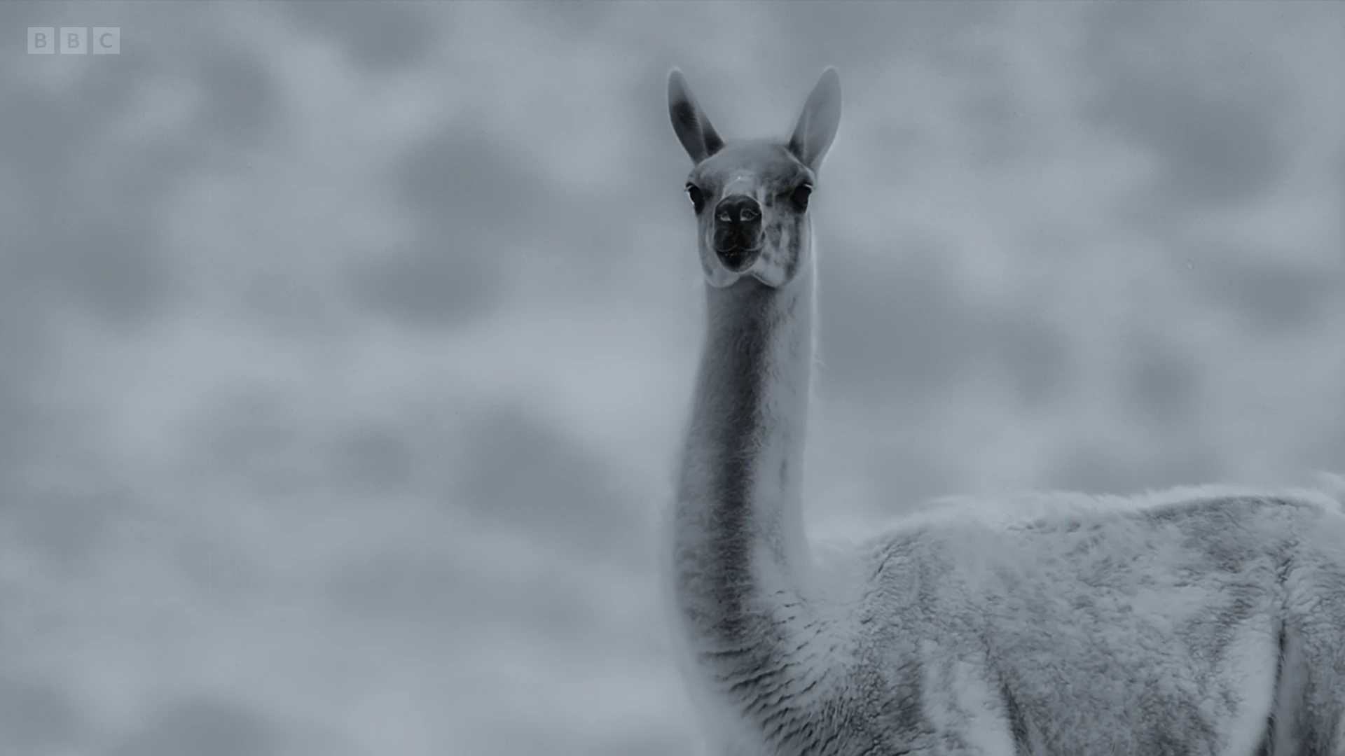 Guanaco (Lama guanicoe guanicoe) as shown in Frozen Planet II - Frozen Peaks